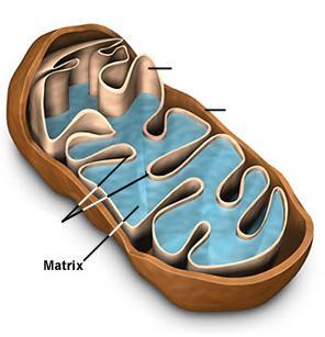 Mitochondrie Vnitřní membrána velký povrch kristy nepropustná, transportéry kardiolipin, enzymy DŘ, ATP-syntháza Vnitřní membrána Vnější membrána Vnější membrána monoaminooxidáza (MAO) propustná díky