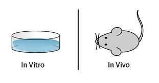 Testování in vivo