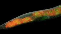 háďátko (Caenorhabditis elegans) - především vývojová biologie - přesně definovaný počet buněk a jejich