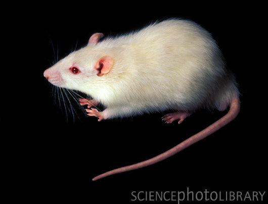 Potkan (Rattus norvegicus var. alba) větší než myš (více buněk, větší orgány,.