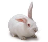 Králík (Oryctolagus cuniculus) výhoda velikost, podobnost operační techniky Hmotnost 1,5-6 kg model aterosklerózy, spontánní