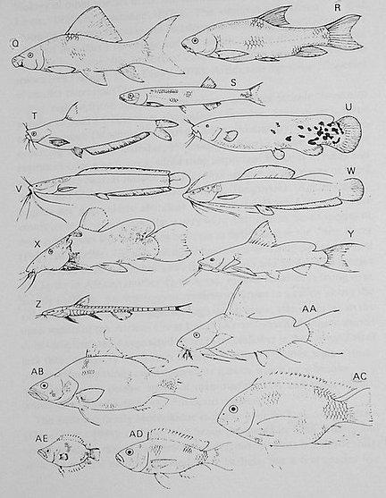 Obrázek B: Vybraní zástupci afrických sladkovodních ryb (LOWE-MCCONNELL, 1987): P Citharinus (70 cm, Citharinidae), Q Labeo (50 cm, Cyprinidae), R Barbus (50 cm, Cyprinidae), S Engraulicypris (10 cm,