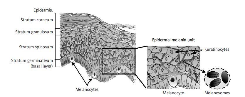 3. 1. 4 UPLATNĚNÍ MELANINU U SAVCŮ 3.1.4.1. PŘÍTOMNOSTI MELANINU V EPIDERMIS Epidermis je nejsvrchnější vrstvou kůže. Nejdůležitější funkcí melaninu zde je obrana buněk před poškozením UV zářením.