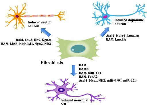 (pomocí faktorů Lhx3, Hb9, Isl1, Ngn2 a NeuroD1) (Son et al., 2011) a neurální kmenové buňky (Pang et al., 2011), jak je znázorněno na obrázku 3. Obr.
