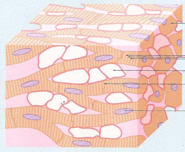 SCHEMA SRDEČNÍHO SVALU A INTERKALÁRNÍHO DISKU 3-D síť trámců