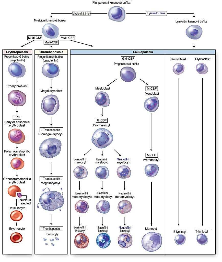 Hemopoesa vychází z pluripotentní kmenové buňky kostní dřeně ta se vlivem diferenciačních faktorů CSF (colony stimulating factors) -diferencuje v multipotentní myeloidní nebo lymfoidní kmenovou buňku