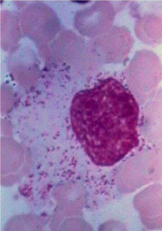 RETIKULÁRNÍ FIBROBLAST: jemně granulární chromatinová struktura jádra několik