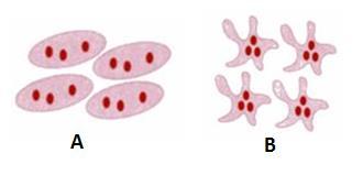 Obrázek 4 Změny krevních destiček A Trombocyty v klidovém stavu, B Aktivované trombocyty, C Reverzibilní (primární) agregace trombocytů, D Ireverzibilní (sekundární) agregace (Zdroj: Gawaz, 2001, s.