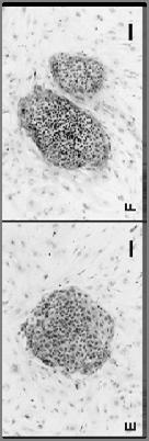 Tubules