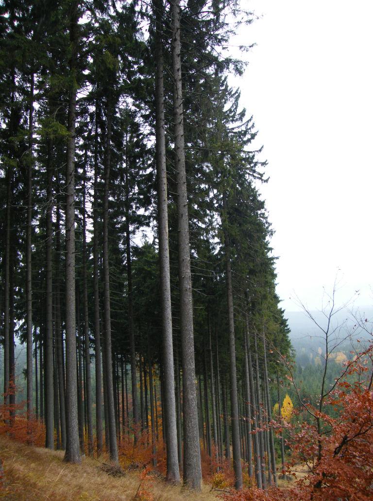 2016 Informace o nakládání s reprodukčním materiálem lesních dřevin ČR Smrk ztepilý (Picea abies) Smrk ztepilý jako hlavní jehličnatá dřevina v České republice dosáhl plochy ZRM kategorie selektovaný