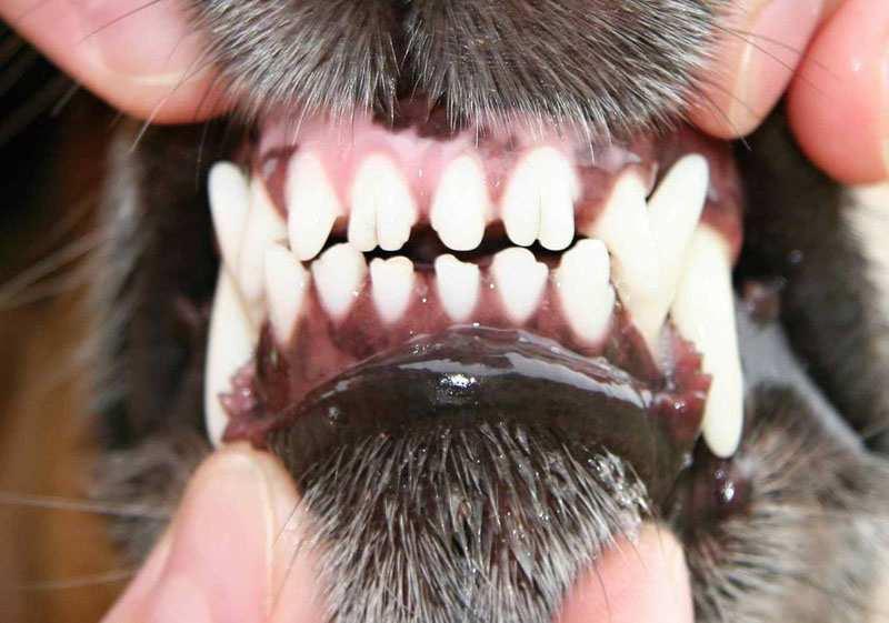 Vzhledem k tomu, že nelze nijak potvrdit traumatickou příčinu zdvojených zubů a současně víme o genetických dispozicích, měli bychom velmi zvažovat, zda jedince se zdvojením zubů zařazovat do chovu.