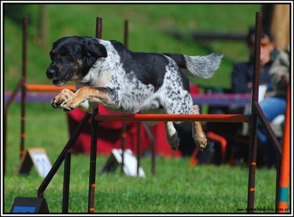 MR českých strakatých psů v agility Dovolujeme si tímto pozvat všechny příznivce strakatého sportu na 2. ročník závodů agility Kutnohorský groš, které byly současně vyhlášeny jako 1.