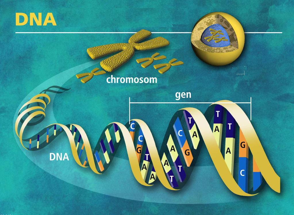 Deoxyribonukleová kyselina (DNA) Nositelka genetické informace v buňkách, schopná sebereprodukce (replikace).