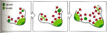 určující rozmístění listů Taiz, Zaiger (2003) Plant Physiology Wolpert (2007) Principles of Development