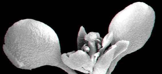 geny Prostorová organizace genů orgánové identity SUPERMAN (SUP), UNUSUAL FLORAL ORGANS (UFO), FLOWER ORGAN NUMBER (FON) Wolpert
