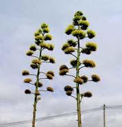 Senescence SENESCENCE Období