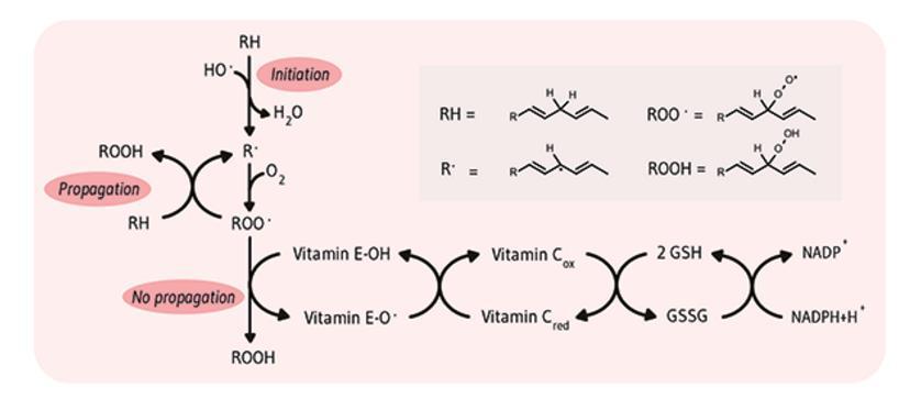 Hlavní funkce -tokoferolu je ochrana buněk před oxidací volnými kyslíkovými radikály. Na této funkci se společně s -tokoferolem podílí selen a vitamín C.