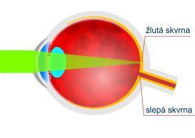 Žlutá a slepá skvrna Žlutá skvrna obsahuje pouze čípky oblast nejostřejšího vidění