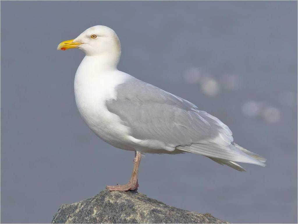 ZOOLOGIE - PARAZITOLOGIE Obr. 6.14. Racek šedý Larus hyperboreus.