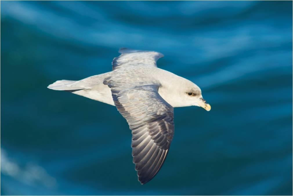ZOOLOGIE - PARAZITOLOGIE Obr. 6.18. Buřňák lední, Fulmarus glacialis Bělokur horský, Lagopus muta hyperborea (obr. 6.19. a 6.20.) je jediný pták, který na Svalbardu přezimuje.