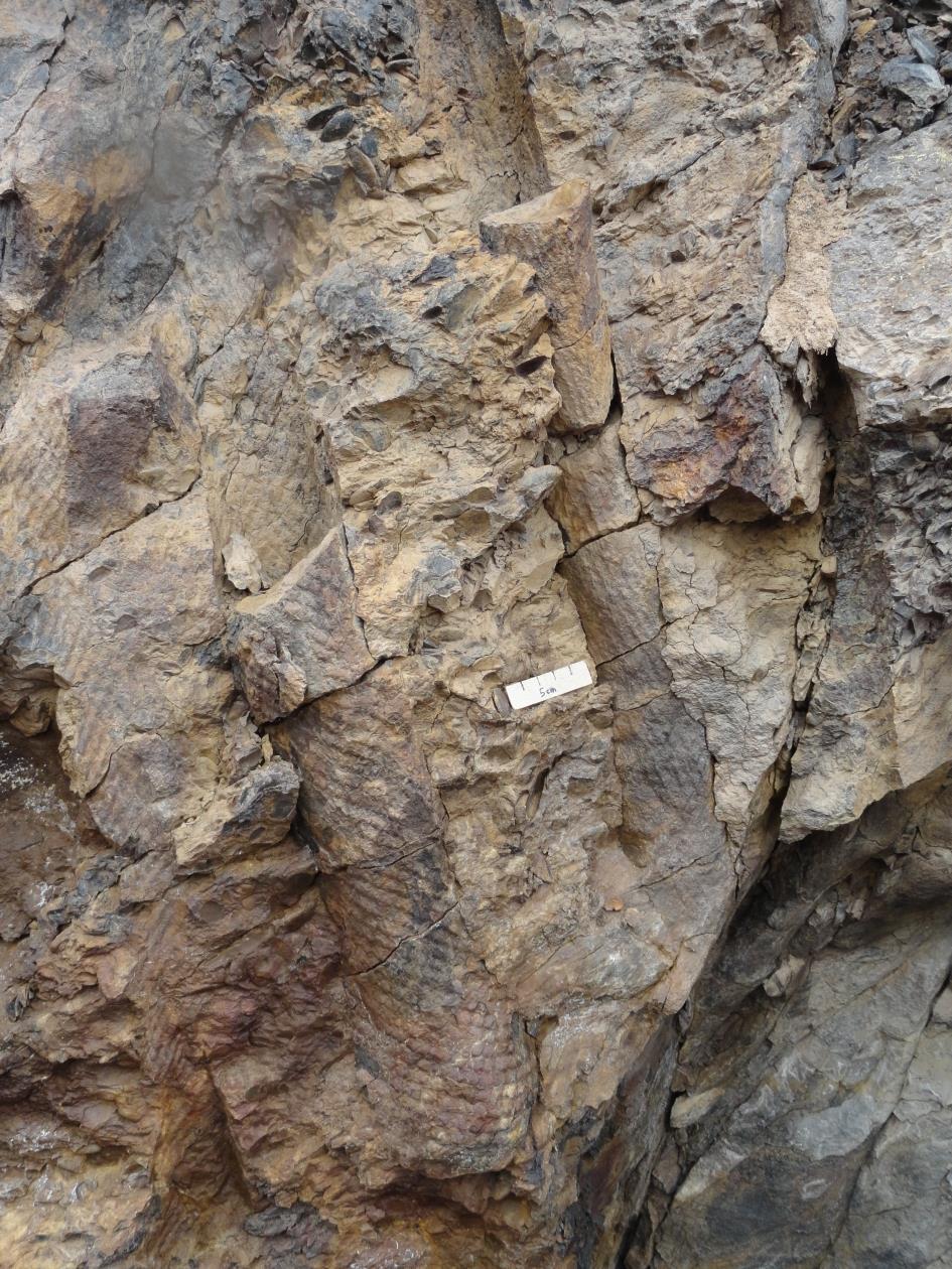 GEOLOGIE - GEOMORFOLOGIE Obr. 2.3. Kmeny stromových plavuní ve vrstvách devonského stáří. Plavuně se zachovaly v růstové pozici. Munindalen. Důležitým prvkem reliéfu zátoky Petunia jsou tříděné pruhy.