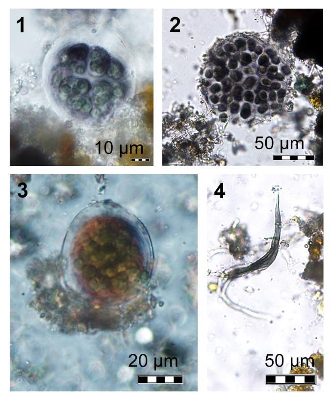 MIKROBIOLOGIE - ALGOLOGIE Obr. 4.10. Zástupci mikroflóry smáčených stěn. Sinice (Cyanobacteria): 1 Gloeocapsa alpina; 2 Gloeocapsa athrata; 3 Gloeocapsa sanguinea; 4 Schizothrix septemtrionalis.
