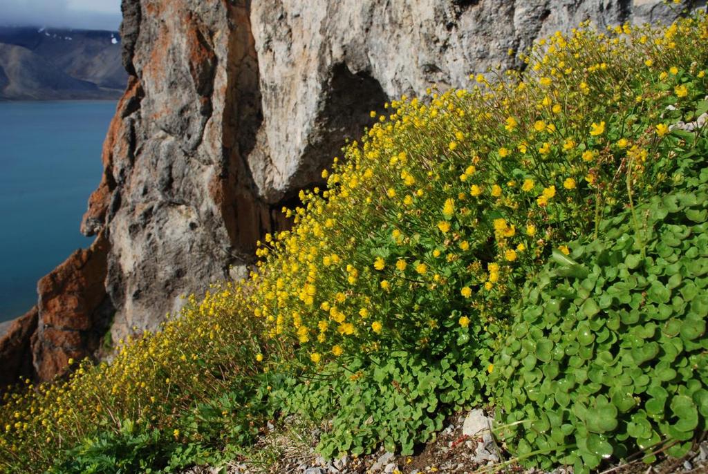 Polemonium boreale.