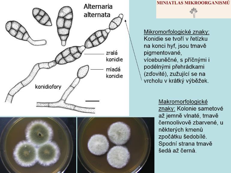 tenuazonová a