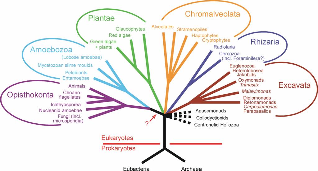 Nejnovější fylogenetické členění hub Alternativní systém skupin ( říší ) dle Simpsona a Rogera (2004) Vývojová větev (říše) Fungi