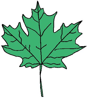 7.1.3.5. List 1. Popiš vnější stavbu listu 1. 2. 3. http://gonewengland.about.com/cs/fallfoliage/l/blleafidguide.htm (upraveno) 2. Popiš vnitřní stavbu listu 1. 2. 3. 4.
