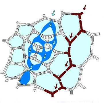 5. Popiš obrázek 1. 2. 3. 4. 5. http://www.ta3k.sk/bio/index.php?