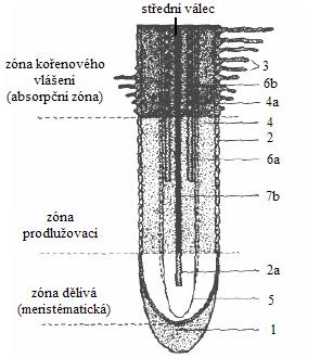 tamu.edu/ HORT604/LectureSuppl/AnatomyOrgan s/anatomyorgans05.