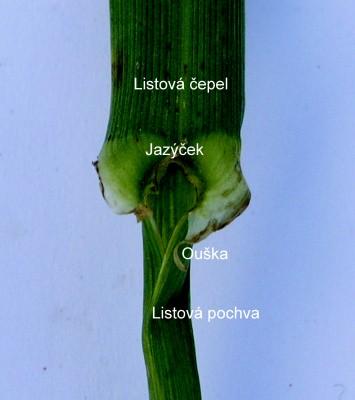 palisty Listeny Pochva, ouška,, jazýček ţilnatina listová čepel listová čepel