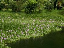 Eichhornia - tokozelka Eichhornia