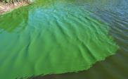 (Cyanobacteria) Bakterie s chlorofylem, modrozelená