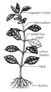 Vyšší rostliny Obvyklá stavba: - stonek - listy - kořeny - zásobní orgány (hlízy, oddenky, cibule) - květ