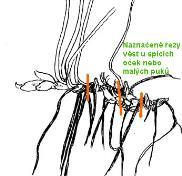 Množení v akvaristice - vegetativní Dělením přízemních