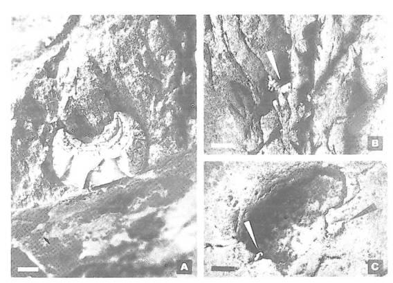 3. Epibionti lokality K-1 (kojetický lom). A - miska mlže Atreta (?) sp.1 přicementovaná k povrchu silicitového balvanu pocházejícího z místa B lomu (obr. 2).