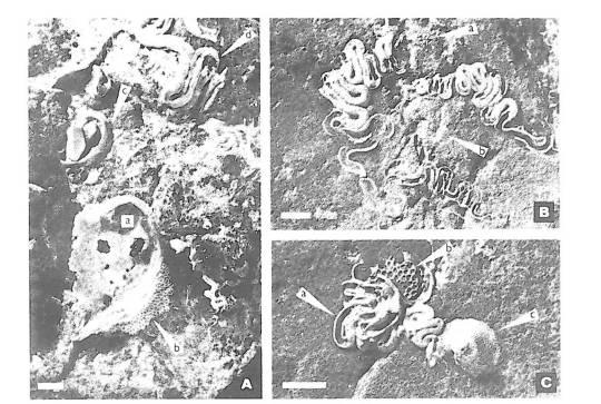 5. Epibionti přicementovaní na valounu nalezeném na lokalitě K-2 (výkop tranzitního plynovodu, viz obr. 1,4).