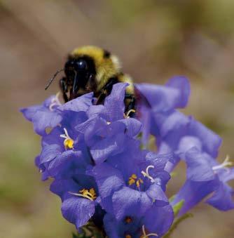 Tým vedený Nicole Miller -Struttmannovou ze State University New York v Old Westbury studoval výsledky tohoto evolučního tlaku na dva druhy amerických čmeláků Bombus balteatus a Bombus sylvicola.