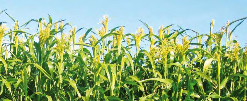 bicolor x Sorghum bicolor Extrémě vysoká mohutá rostlia, silý stoek, perfektí olistěí Výborý zdravotí stav s dobrou odolostí vůči poléháí Vysoká tolerace k přísuškům a široké sklizňové oko Siláž s