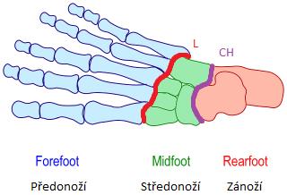 je prostřední oddíl, který je tvořen pěti tarzálními kostmi (os cuboideum, os naviculare, ossa cuneiformia mediale, intermedium et laterale). Předonoží je oddíl tvořený nártními kostmi a články prstů.