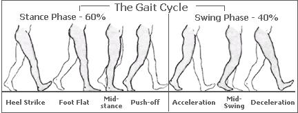 střed stojné fáze (midstance) 4. odvinutí paty (heel off) 5. odraz palce (toe off/push off), (Valouchová & Kolář, 2009a) Švihová fáze 1.