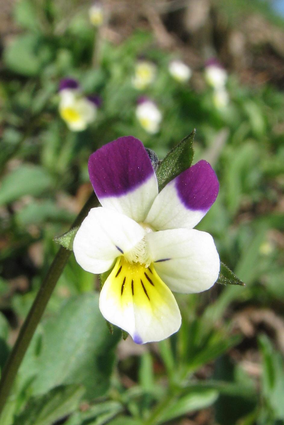 Hluchavka