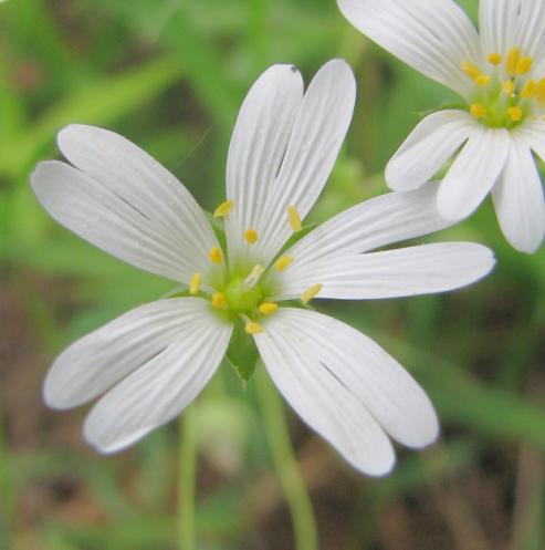 rozkvétají rožce rolní (Cerastium arvense).