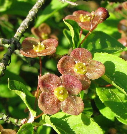 ptačí zob obecný (Ligustrum vulgare), trnka obecná