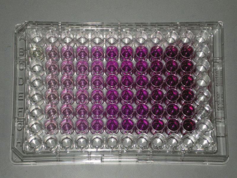 Methods MTT The MTT assay is a colorimetric assay for assessing cell