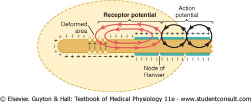 Receptor- vznik signálu změny napětí na membráně jako nejrychlejší způsob