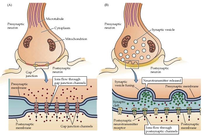 Synapse