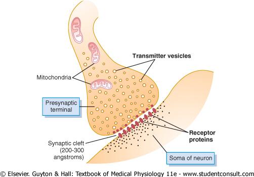 Synapse (chemická) příchozí akční potenciál iniciuje vylití neurotransmiteru, který po difuzi skrze synaptickou štěrbinu aktivuje postsynaptické receptory.